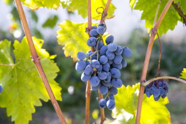 Asma üzümlü tek demet