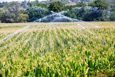 Yaz kuraklığında mısır tarlasını sulamak.
