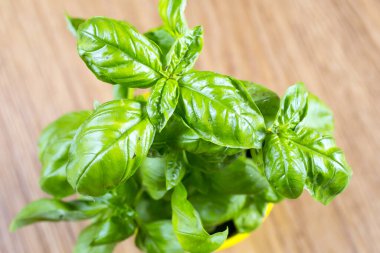 Tahta arka planda taze fesleğen yaprakları