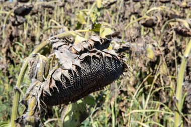Kurumuş ayçiçeği. Ayçiçeği, çorak toprakların kuru toprağı.