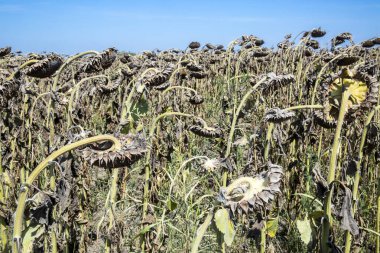 Kurumuş ayçiçekleri. Ayçiçeği, çorak toprakların kuru toprağı.