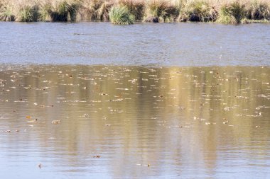 sonbahar manzarası. doğanın kompozisyon.