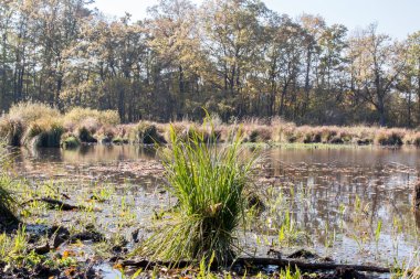 sonbahar manzarası. doğanın kompozisyon.