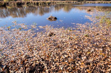 sonbahar manzarası. doğanın kompozisyon.