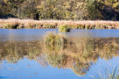 sonbahar manzarası. doğanın kompozisyon.