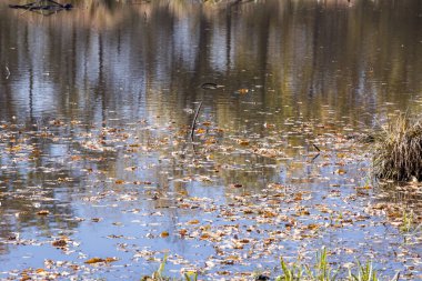 sonbahar manzarası. doğanın kompozisyon.