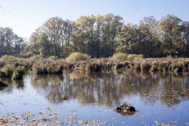 sonbahar manzarası. doğanın kompozisyon.
