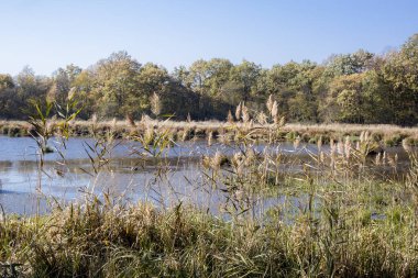 sonbahar manzarası. doğanın kompozisyon.