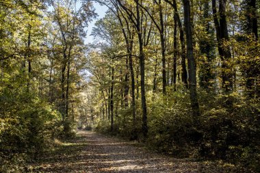 Sonbahar park peyzaj güneşli bir gün