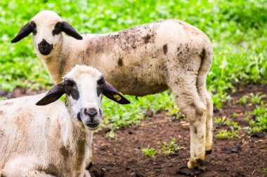 Kırsalda yeşil bir çayırda koyunlar