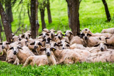 Kırsalda yeşil bir çayırda koyunlar