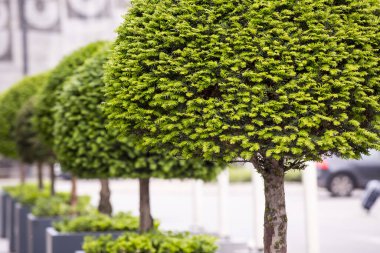 Bahçe ve çevre düzenlemesi ile Dekoratif ağaçlar