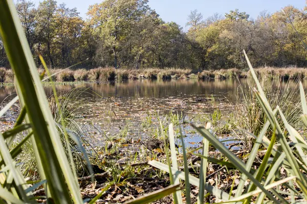 stock image Autumn landscape. Composition of nature.