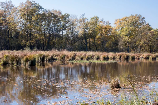 sonbahar manzarası. doğanın kompozisyon.