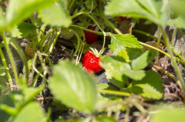 Bir tarlada yetişen taze çilekler.