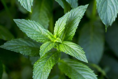 Nane bitkisi sebze bahçesinde yetişir.