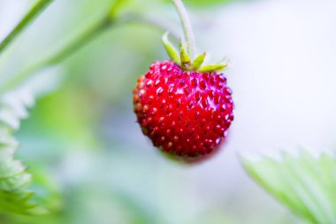 Bir tarlada yetişen taze çilekler.
