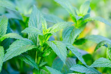 Nane bitkisi sebze bahçesinde yetişir.