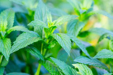 Nane bitkisi sebze bahçesinde yetişir.