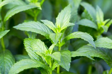 Nane bitkisi sebze bahçesinde yetişir.