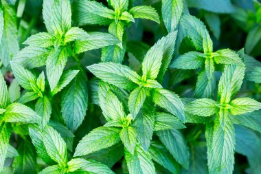 Nane bitkisi sebze bahçesinde yetişir.