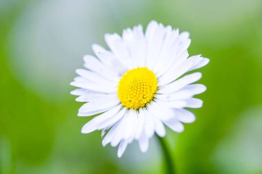 Papatyalar ve yeşil çimen duvar kağıtları