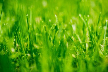 Yeşil Çimen sahada, seçici odaklanma