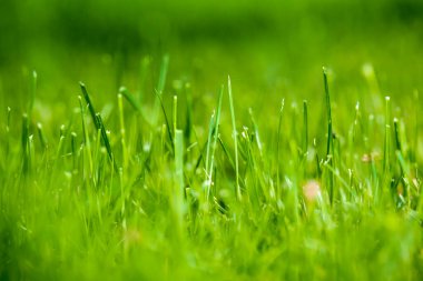 Yeşil Çimen sahada, seçici odaklanma