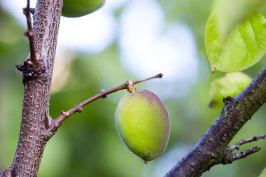 Ağaçta taze meyve kayısı