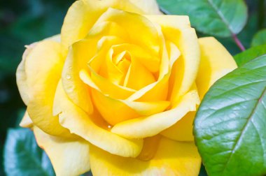 Sarı gül bahçeye yakın.