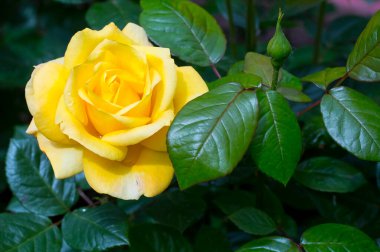 Sarı gül bahçeye yakın.