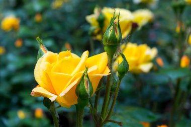 Bahçedeki sarı güller