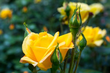 Bahçedeki sarı güller