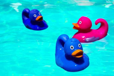 Havuzda renkli plastik ördekler