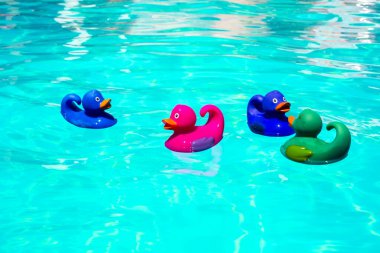 Havuzda renkli plastik ördekler