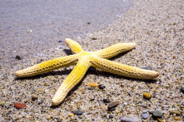 Deniz yıldızlı kumlu yaz plajı