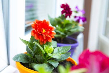 Çiçek saksılarında renkli bahar çiçekleri