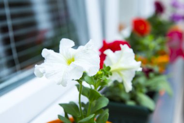 Çiçek saksılarında renkli bahar çiçekleri