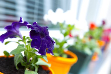 Çiçek saksılarında renkli bahar çiçekleri