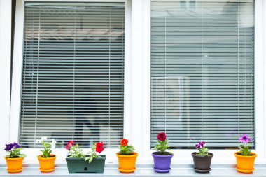 Çiçek saksılarında renkli bahar çiçekleri