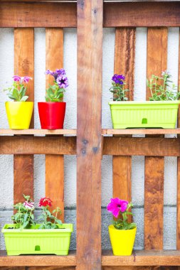 Çiçek saksılarında renkli bahar çiçekleri