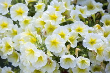 Bahçede güzel beyaz ve sarı çiçekler