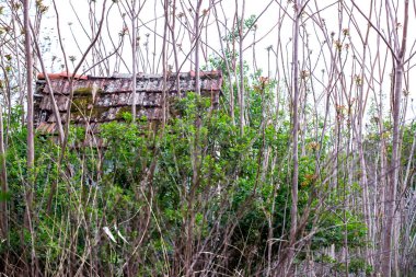 Terk edilmiş eski ev ve yeşil bahçe