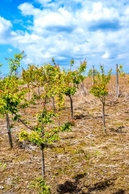 Mavi gökyüzü ve bulutlu genç meyve bahçesi