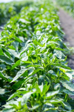 yeşil biberler ticari bir serada