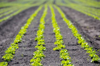 Tarlada sıra sıra marul