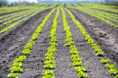 Tarlada sıra sıra marul
