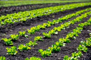 Tarlada sıra sıra marul