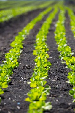 Tarlada sıra sıra marul