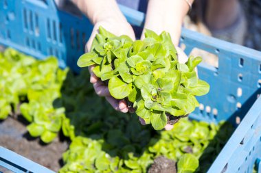 Tarlada marullu kadın elleri